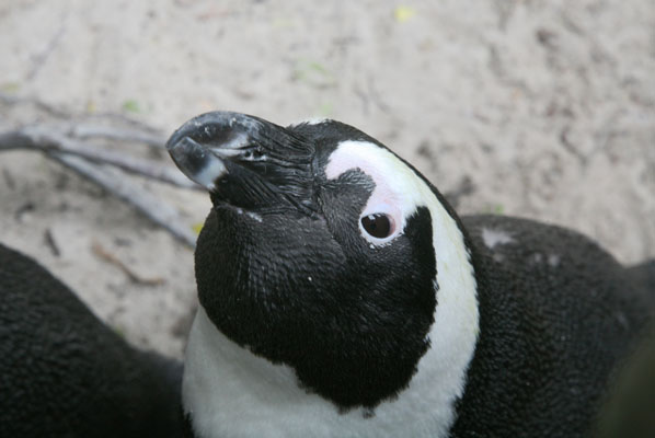 Spheniscus demersus - The African Penguin