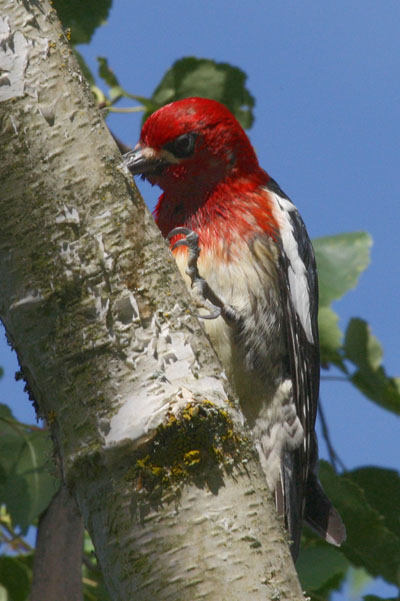 Sphyrapicus ruber daggetti - The Red-breasted Sapsucker