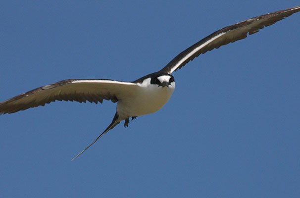Sterna fuscata - The Sooty Tern