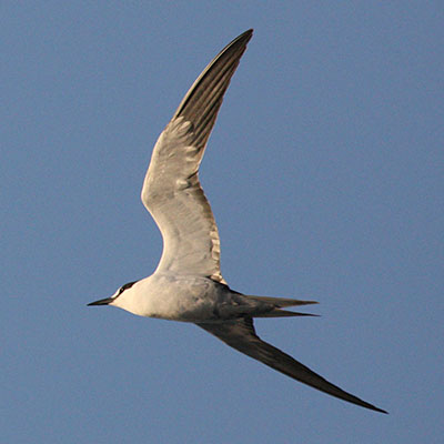 Sterna fuscata - The Sooty Tern