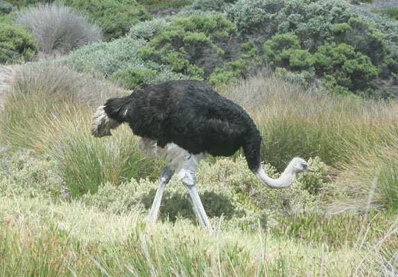 Struthio camelus australis - The Southern Ostrich