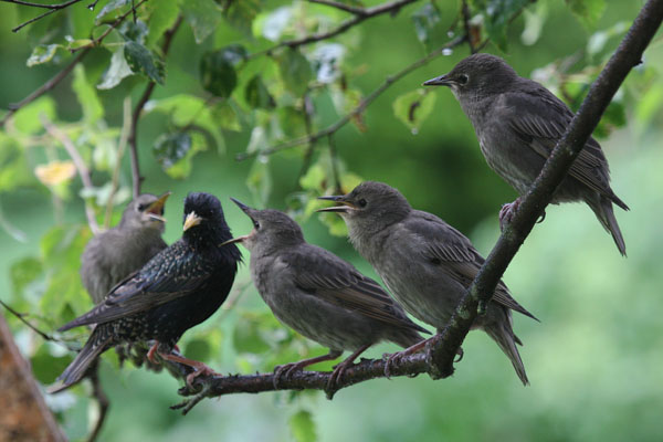 Sturnus vulgarus vulgarus - The European Starling aka The Common Starling