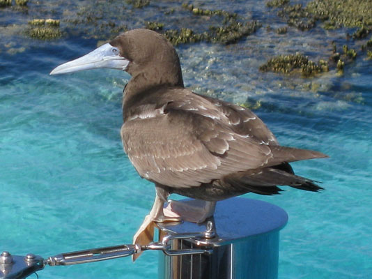 Sula leucogater - The Brown Booby