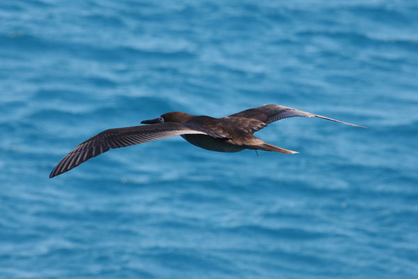 Sula leucogater - The Brown Booby