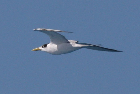 Thalasseus bergii cristatus - The Greater Crested Tern
