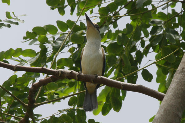 Todirhamphus chloris vitiensis - The White-collared Kingfisher
