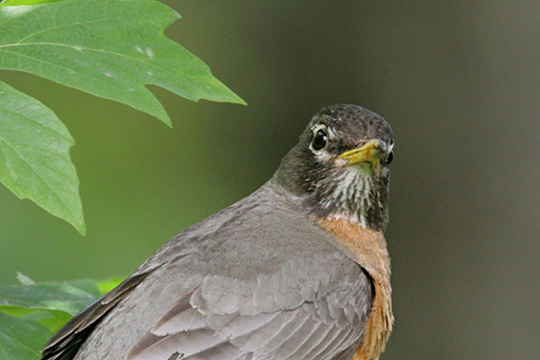 Turdus migratorius - The American Robin