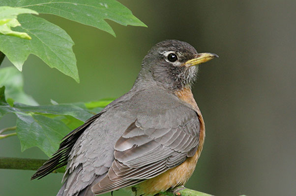 Turdus migratorius - The American Robin