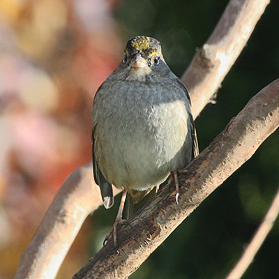 Zonotrichia atricapilla - The Golden-crowned Sparrow