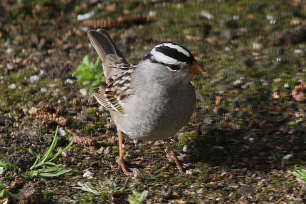 Zonotrichia leucophrys - The White-crowned Sparrow