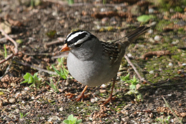 Zonotrichia leucophrys - The White-crowned Sparrow