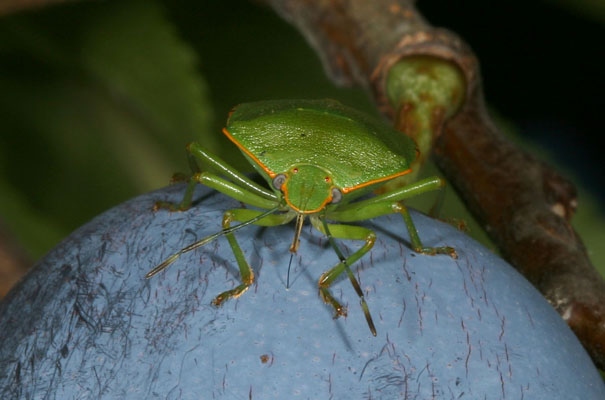 Acrosternum hilare - The Green Stinkbug