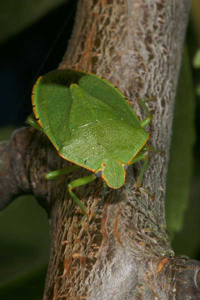 Acrosternum hilare - The Green Stinkbug