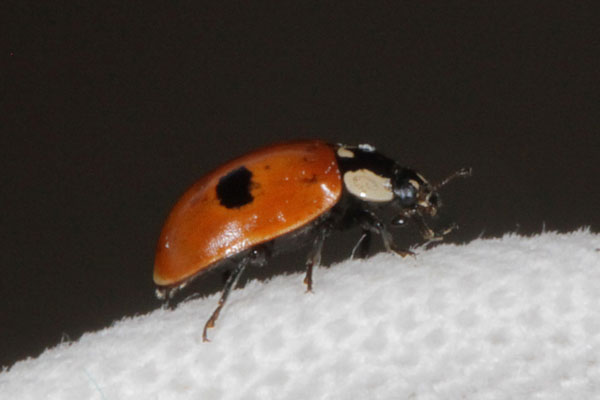 Adalia bipunctata - The Two-spotted Lady Beetle