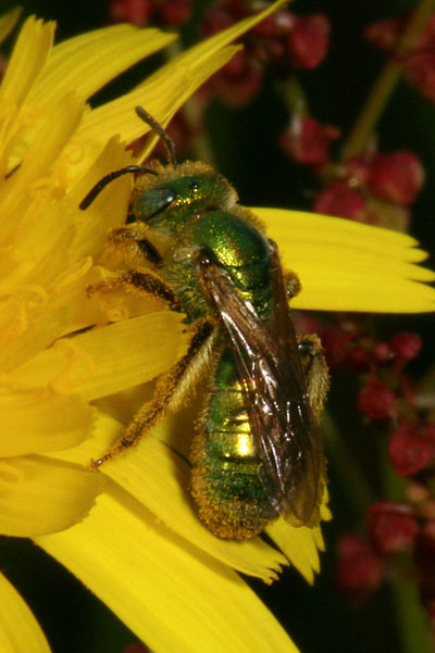 Lasioglossum sp. - Female Metallic Sweat Bee