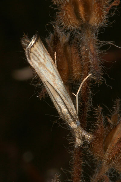 Agriphila vulgivagellus - The Vagabond Crambus Moth