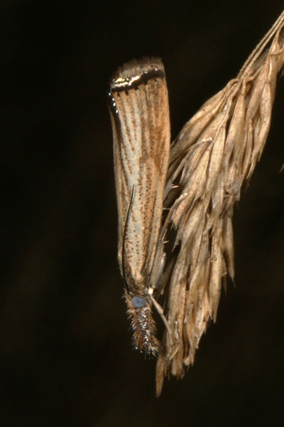 Agriphila vulgivagellus - The Vagabond Crambus Moth