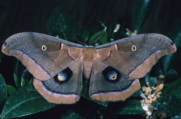 Antheraea p. polyphemus - The Polyphemus Moth