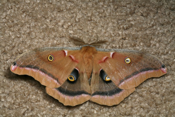Antheraea p. polyphemus - The Polyphemus Moth