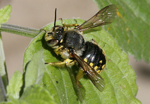 Anthidium manicatum manicatum - The European Wool Carder Bee