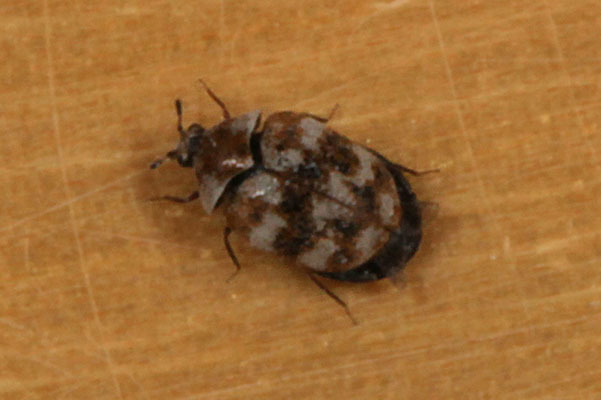 Anthrenus verbasci - The Varied Carpet Beetle