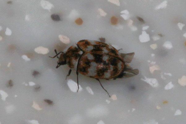 Anthrenus verbasci - The Varied Carpet Beetle
