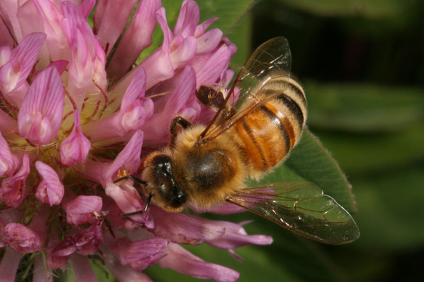 Apis mellifera - The European Honey Bee