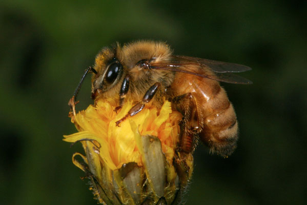 Apis mellifera - The European Honey Bee