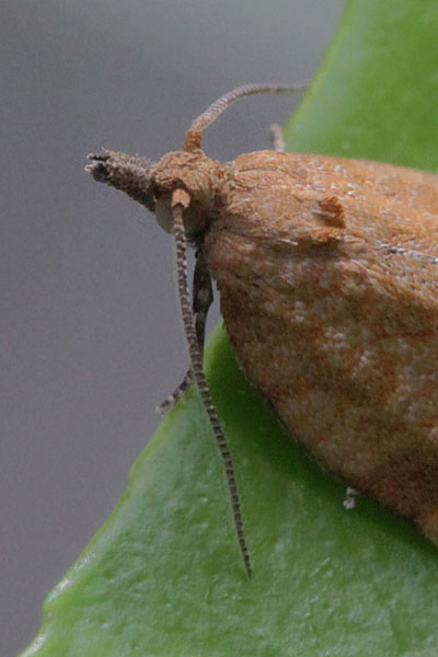 Argyrotaenia franciscana - The Orange Tortrix Moth