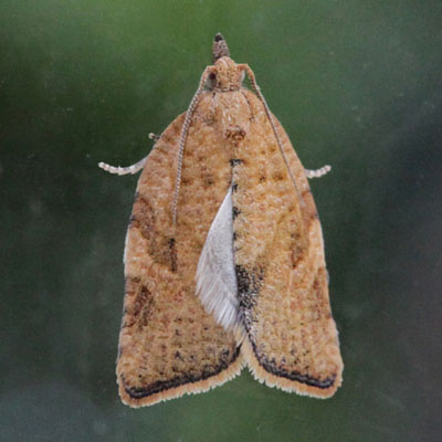 Argyrotaenia franciscana - The Orange Tortrix Moth