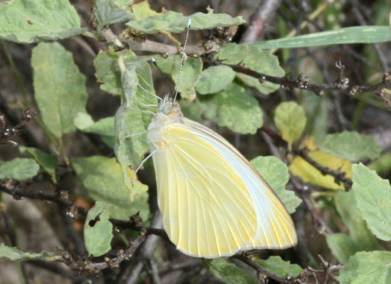 Ascia  monuste virginia - The Great Southern White