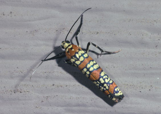 Atteva punctella - The Ailanthus Webworm Moth