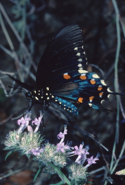 Battus philenor - The Blue Swallowtail