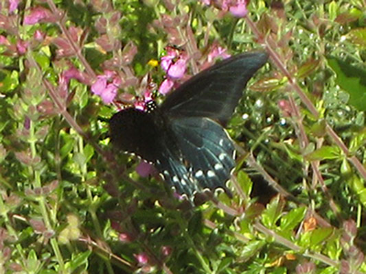 Battus philenor - The Pipevine Swallowtail