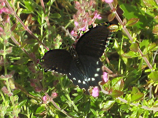 Battus philenor - The Pipevine Swallowtail