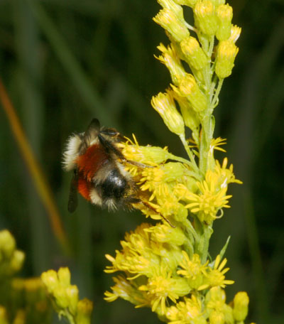 Bombus melanopygus - The Orange-rumped Bumble Bee