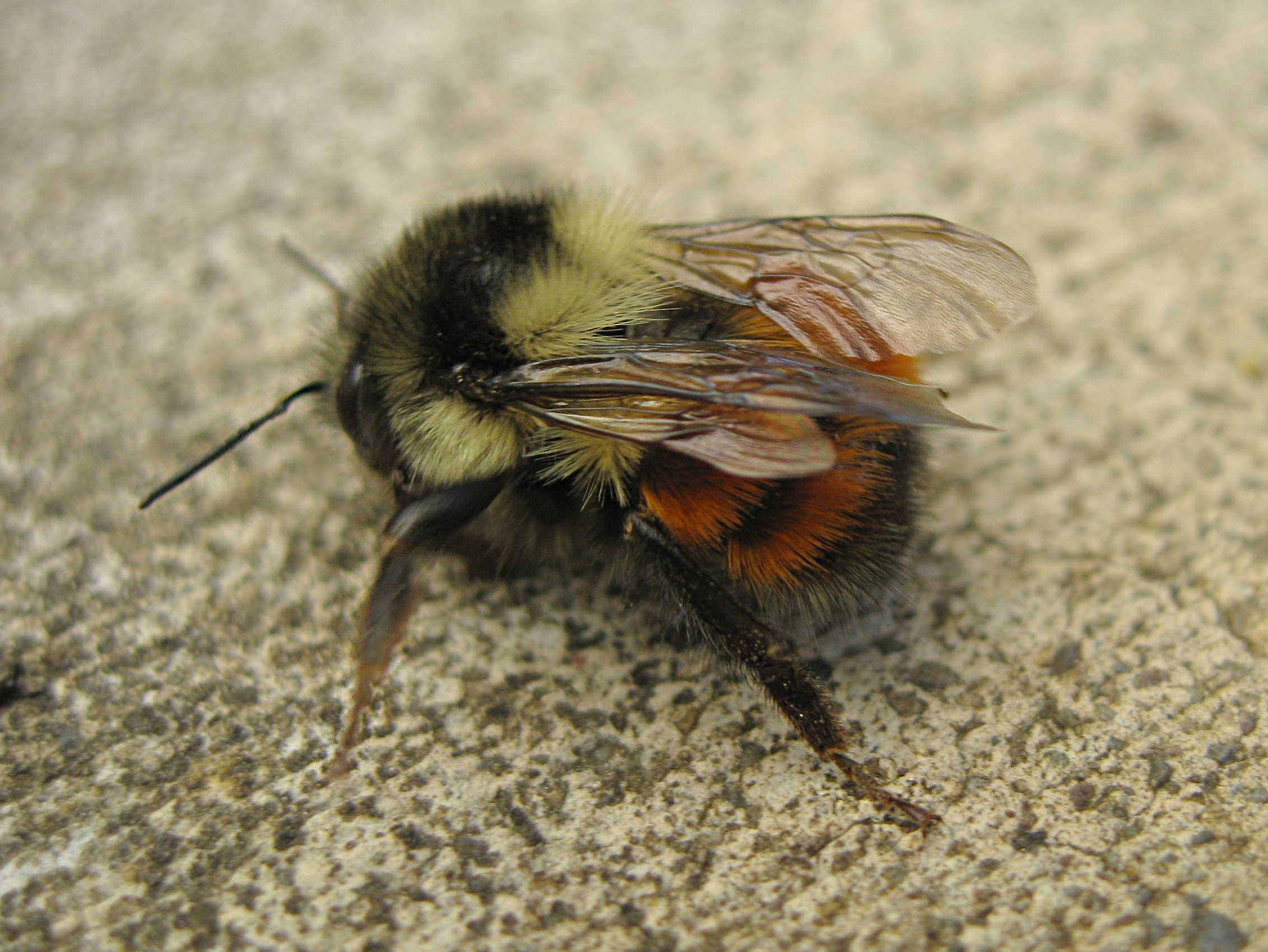 Bombum Melanopygus The Orange rumped Bumble Bee