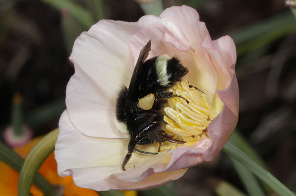 Bombus vosnesenskii - The Yellow-faced Bumble Bee
