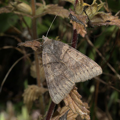 Caenurgina erechtea - The Forage Looper Moth