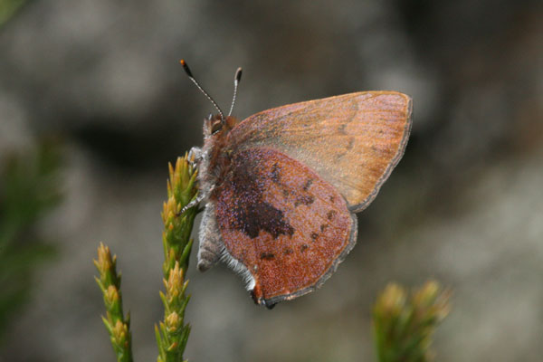Callophrys augustinus iroides - The Brown Elfin