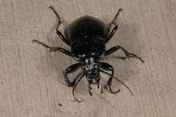 Carabus nemorallis - The European Ground Beetle