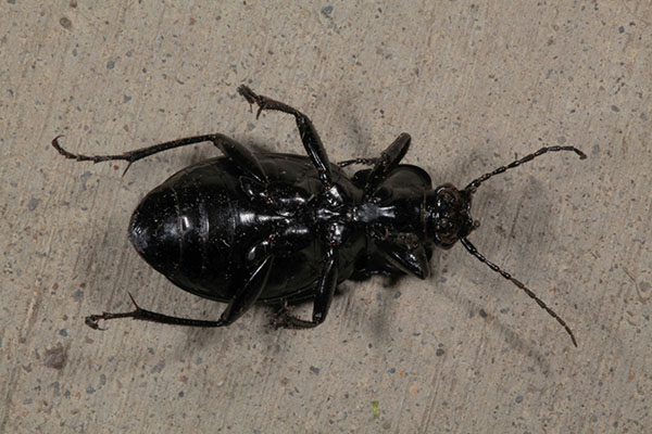 Carabus nemorallis - The European Ground Beetle