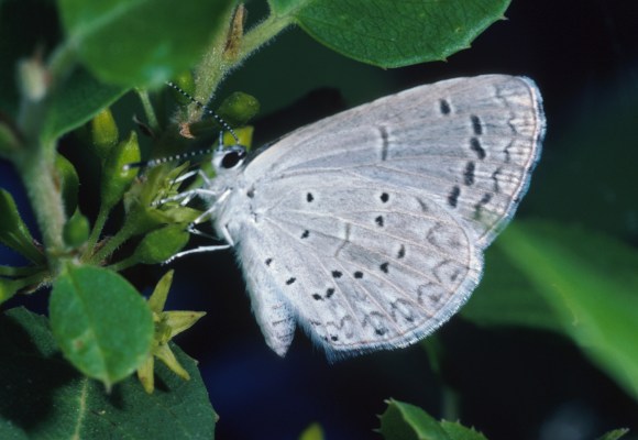 Celestrina ecgi cinerea - The Arizona Blue