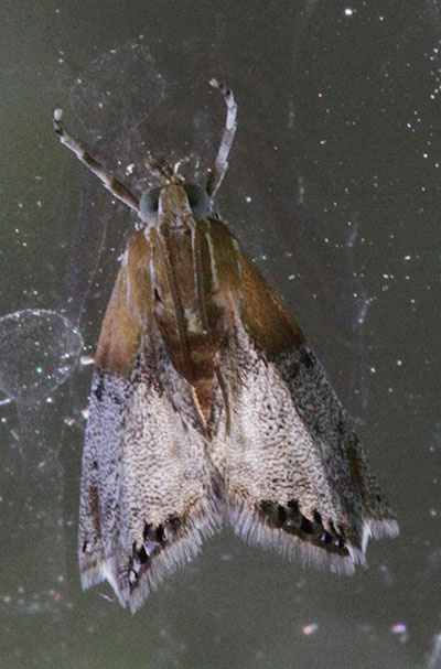Chalcoela iphitalis - The Sooty-winged Chalcoela Moth