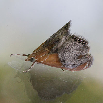 Chalcoela iphitalis - The Sooty-winged Chalcoela Moth