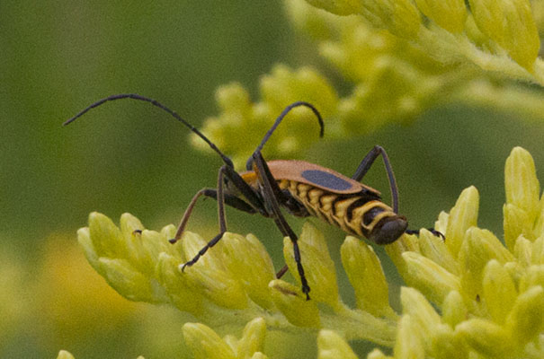 Chauliognathus pensylvanicus - The Goldenrod Soldier Beetle