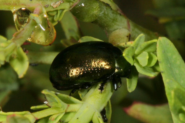 Chrysolina quadrigemina - The Chrysolina Beetle