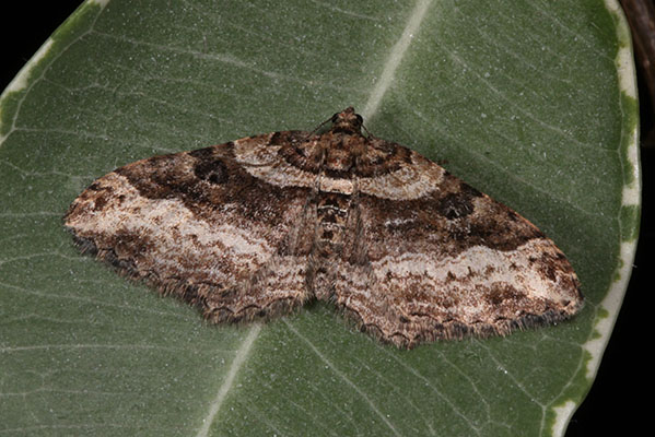 Costaconvexa centrostrigaria - The Bent-line Carpet Moth