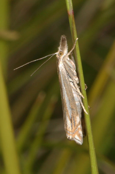 Crambus whitmerellus - Whitmer's Sod Webworm Moth