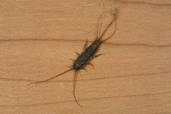 Ctenolepisma lineata- The Four-lined Silverfish